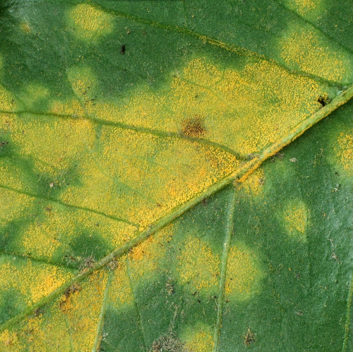 Coffee Rust (Hemileia vastatrix) sporulating pustules on the underside of a Coffee leaf (Coffea arabica), Colombia.