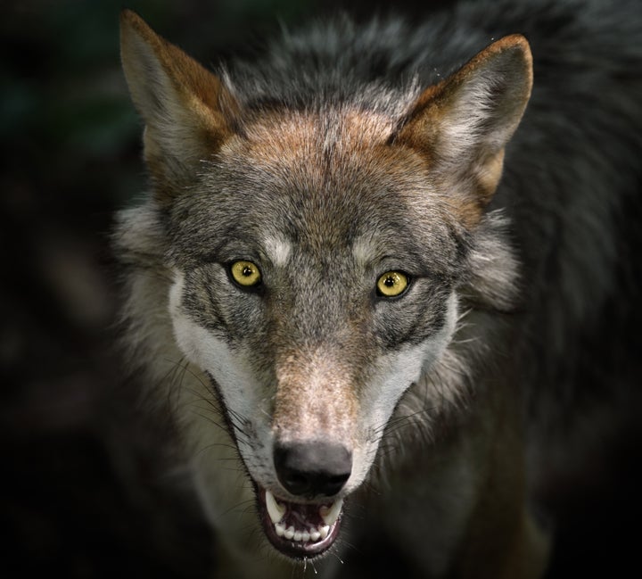 Beautiful Staring Gray Wolf