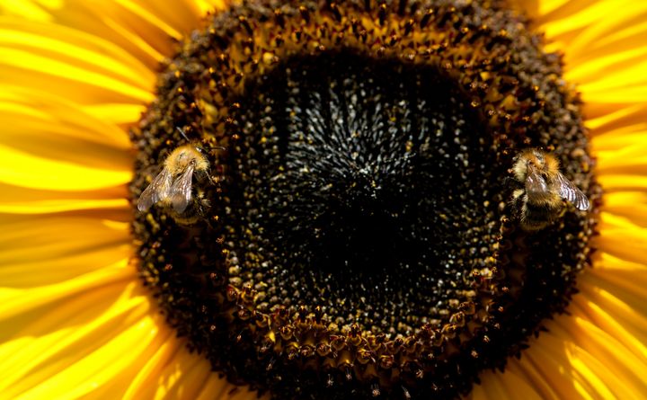 Two bees collect pollen from a sunflower on August 19, 2012 in Berlin. Temperatures in the German capital reached 34 degrees Celsius. AFP PHOTO / BARBARA SAX (Photo credit should read BARBARA SAX/AFP/GettyImages)