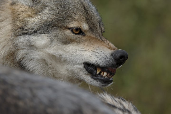 gray wolf patient and constant ...