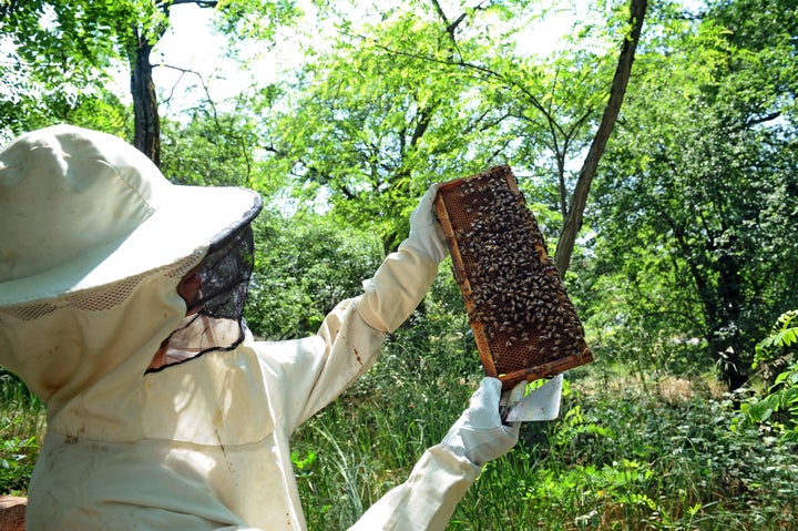 A beekeeper looks at one of his hive in Colomiers, southwestern France, on June 1, 2012. The Cruiser insecticide used in the