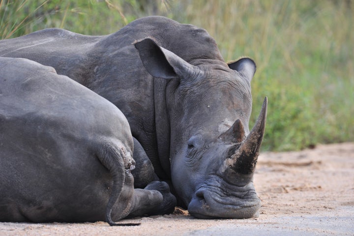 Photo taken on February 6, 2013 shows rhinoceros resting in the Kruger National Park near Nelspruit, South Africa. AFP PHOTO / ISSOUF SANOGO (Photo credit should read ISSOUF SANOGO/AFP/Getty Images)