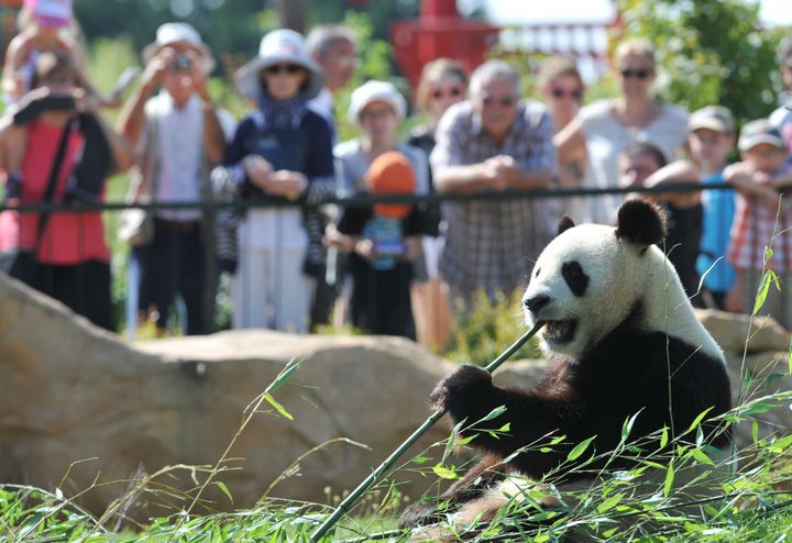 Visitors look at Huan Huan, one of the two giant pandas which arrived last winter in France from China, is pictured, on August 23, 2012, at Beauval zoo in Saint-Aignan, central France. AFP PHOTO ALAIN JOCARD (Photo credit should read ALAIN JOCARD/AFP/GettyImages)
