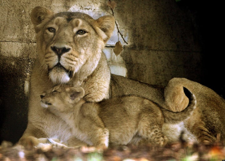 Walking with Lions: The Myth of Conservation | HuffPost Impact