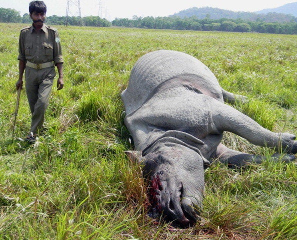 An Indian forest official walks past a dead rhino that was killed by poachers in Nagon on March 23, 2013. A rhino fell victim to poachers' bullets in the Kaziranga National Park, taking the toll to 13 this year. The bullet-riddled carcass of the male rhino was found by a patrolling party at around 1.45 am with its horn, nails and patches of skin taken away, Park authorities said. AFP PHOTO/ STR (Photo credit should read STRDEL/AFP/Getty Images)