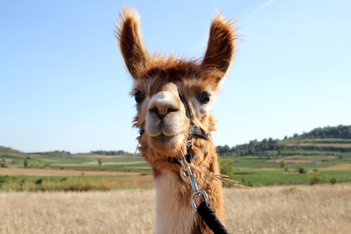 brown and white llama