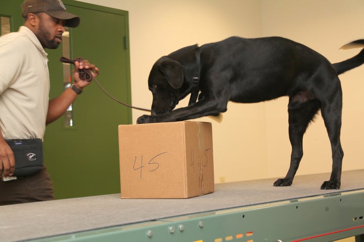 Wildlife Inspector Dogs Trained To Sniff Out Poachers Traffickers 