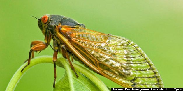 Cicada Invasion 2013: What To Expect When The Insects Hit The Northeast ...