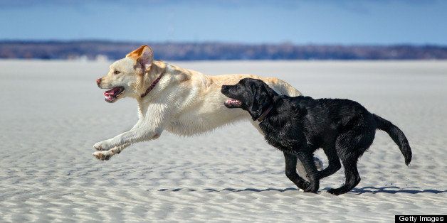 two dogs, a yellow labrador retriever and a black labrador retriever, running on the beach against a blue sky