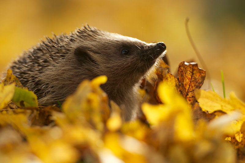 Hedgehog by Matt Binstead