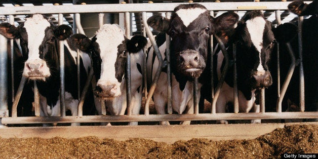 Four Cows Stare at the Camera From Their Row in a Barn