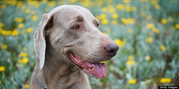 Weimaraner in flowerbed