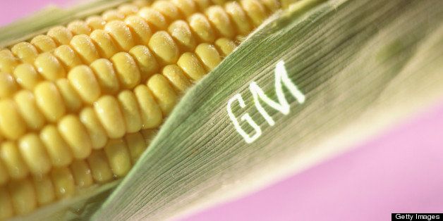 Genetically Modified Corn