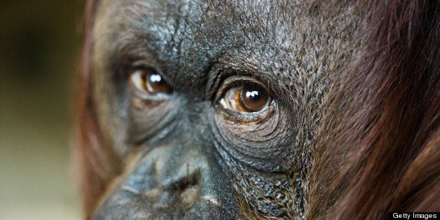 close up headshot of female orangutan. Focus on the eyes