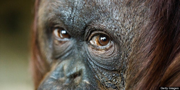 close up headshot of female orangutan. Focus on the eyes