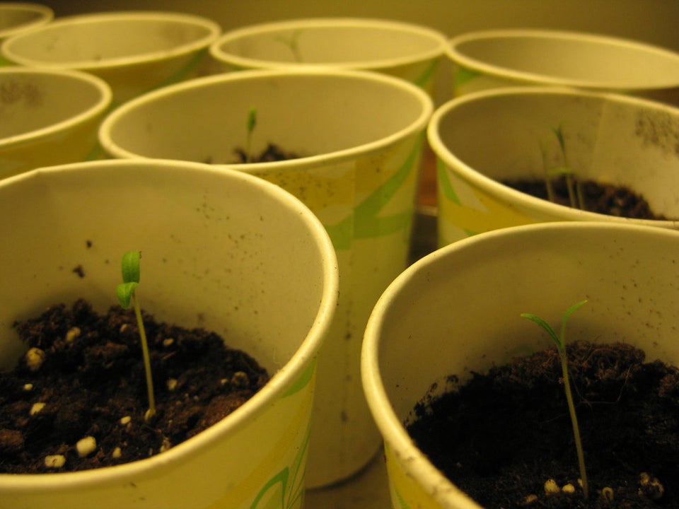 the 90s paper cup Coffee Cup Planters