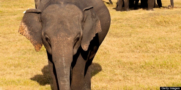 Elephant family