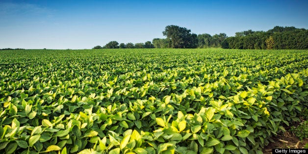 Rows of soy bean plants in a field