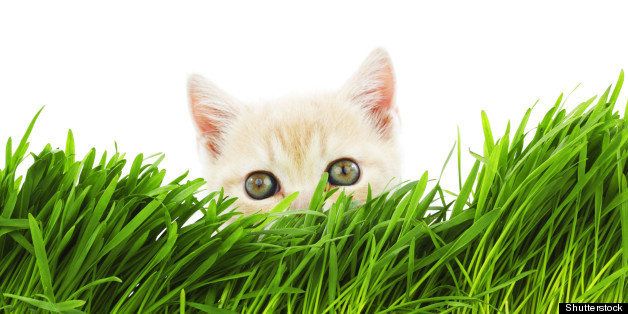 cat behind grass isolated on...