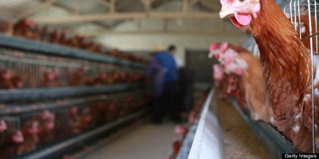 TAIZHOU, CHINA - APRIL 17: (CHINA OUT) Chickens roost at a poultry farm on April 17, 2013 in Taizhou, China. China has reported 77 cases of H7N9 avian influenza, including 16 deaths, and the government expect that figure to rise. (Photo by ChinaFotoPress/ChinaFotoPress via Getty Images)