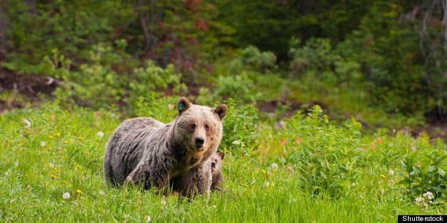 protective looking mother brown ...