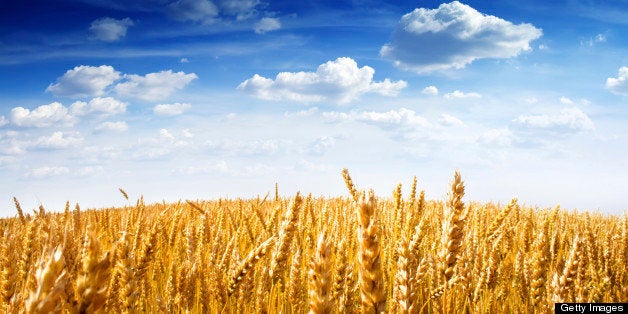 Field of wheat under the blue sky, with bright sun on horizon