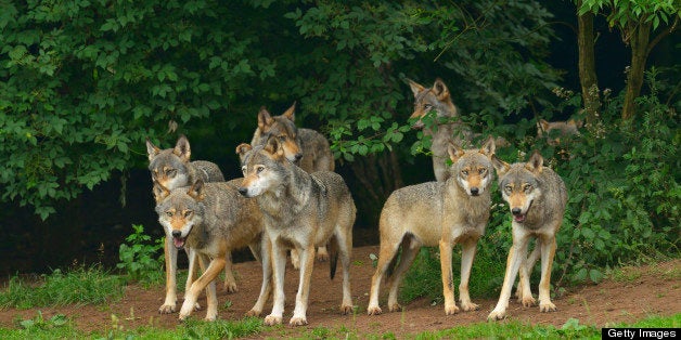 Pack of Timber Wolves, Germany