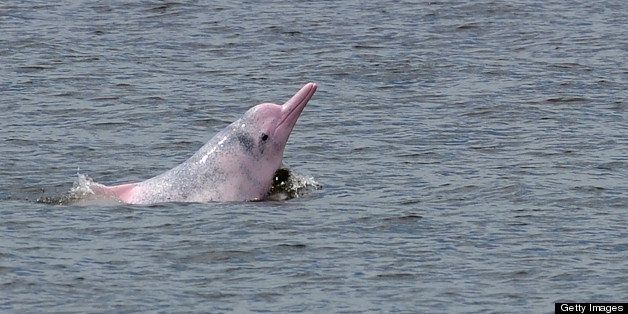 In a picture taken on August 19, 2011, a Chinese white dolphin or Indo-Pacific humpback dolphin, nicknamed the pink dolphin, swims in waters off the coast of Hong Kong. A Hong Kong conservation group said on January 14, 2012 it has set up a DNA bank for the rare Chinese white dolphin, also known as the pink dolphin, in a bid to save the mammals facing a sharp population decline. AFP PHOTO / DANIEL SORABJI (Photo credit should read DANIEL SORABJI/AFP/Getty Images)