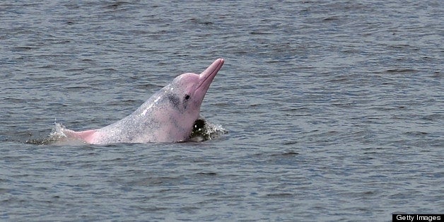 In a picture taken on August 19, 2011, a Chinese white dolphin or Indo-Pacific humpback dolphin, nicknamed the pink dolphin,