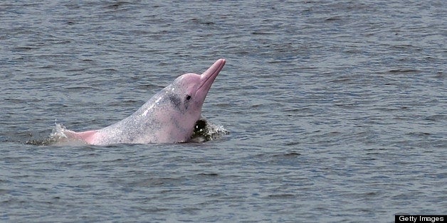 Hong Kong Risks Losing 'Pink Dolphins' Because Of China's Pollution ...