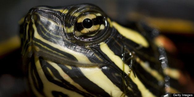 Eastern Painted Turtle (Chrysemys picta).