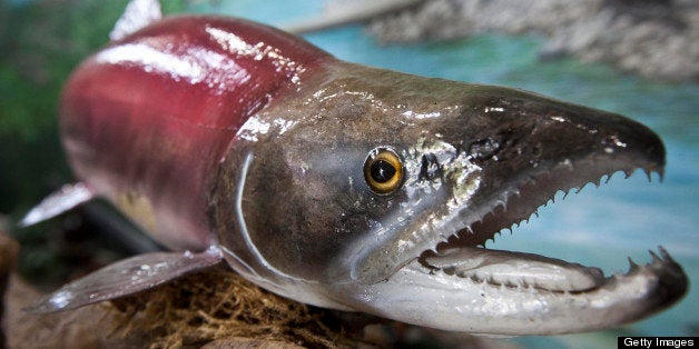 A sockeye salmon named 'Lonesome Larry' was one of the few, and ony male, to make his way through dams and other obstacles two decades ago to spawn in the Snake River in Idaho's Sawtooth Valley. Larry is now displayed for tourists and salmon are still endangered. (Darin Oswald/Idaho Statesman/MCT via Getty Images)