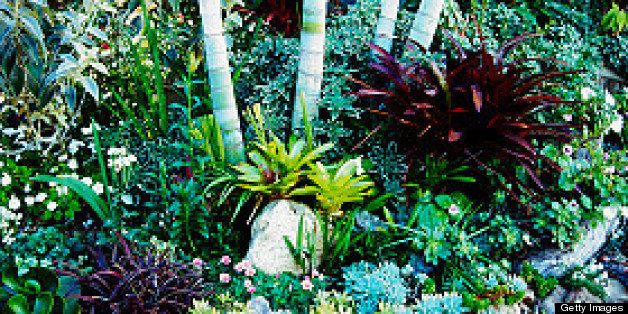 Succulent and Bromeliad border in sub tropical garden