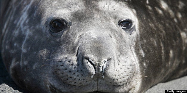 Southern Elephant Seal (Mirounga leonina) male. Gold Harbor, South Georgia