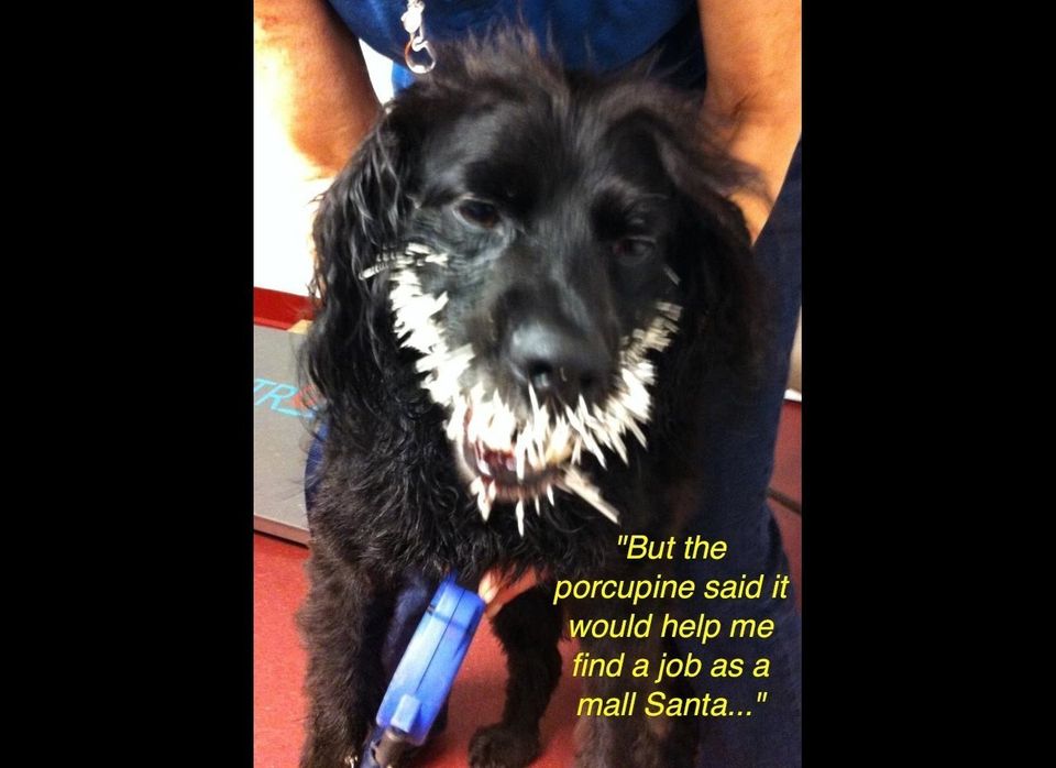 Sam Meets Porcupine