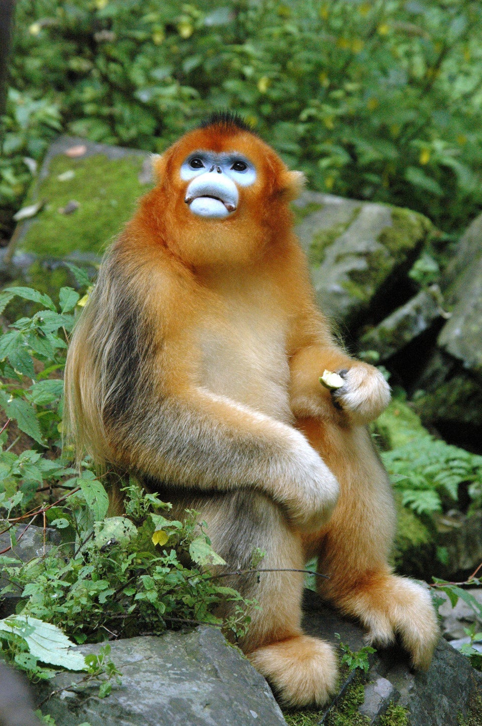 Golden Snub-Nosed Monkey