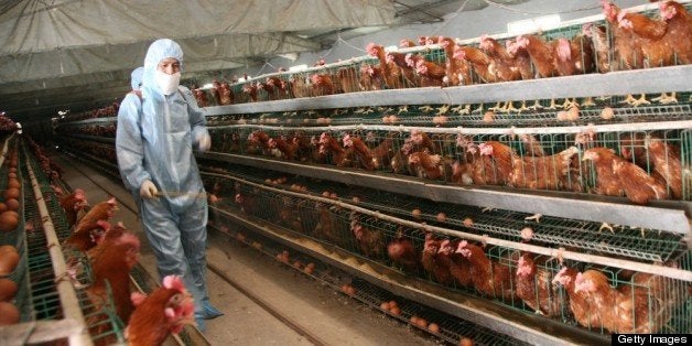 BAOFENG, CHINA - APRIL 17: (CHINA OUT) A health worker sprays disinfectant at a poultry farm on April 17, 2013 in Baofeng, China. China has reported 77 cases of H7N9 avian influenza, including 16 deaths, and the government expect that figure to rise. (Photo by ChinaFotoPress/ChinaFotoPress via Getty Images)