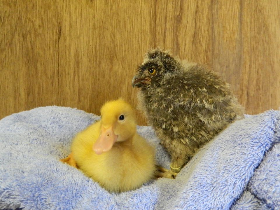 Duck And Owl Are Best Friends