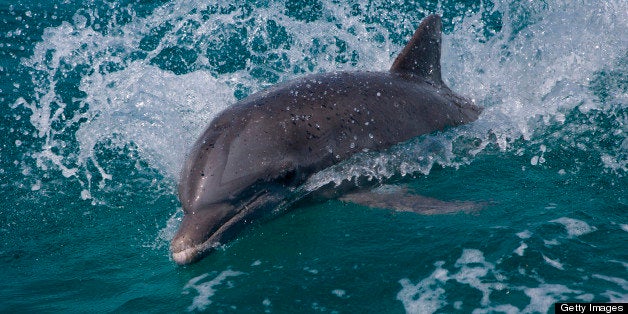 Dolphin at surface