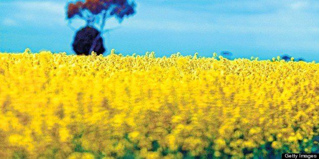 (AUSTRALIA OUT, NEW ZEALAND OUT) Canola crop north of Melbourne, 3 October 2006. (Photo by James Davies/Fairfax Media via Getty Images)