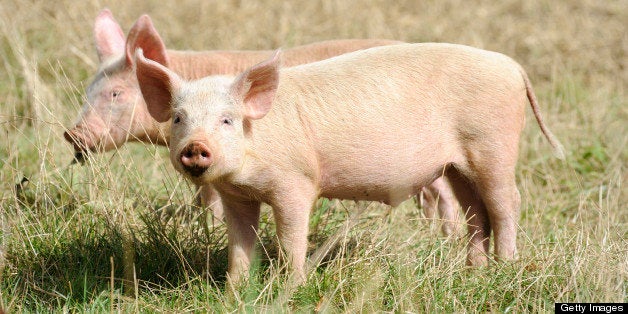 Two piglets on an English pig farm.