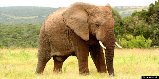 large african elephant in a...