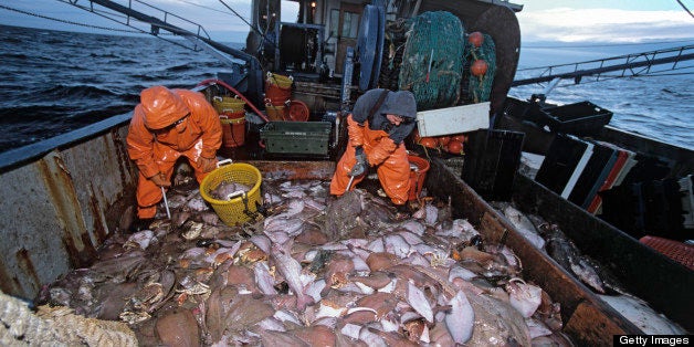 Fishermen (35 and 58 years old) sorting Cod (Gadus morhua) on dragger deck; New England, Stellwagen Bank, Atlantic Ocean, USA