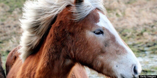 Horse manes flowing in the wind