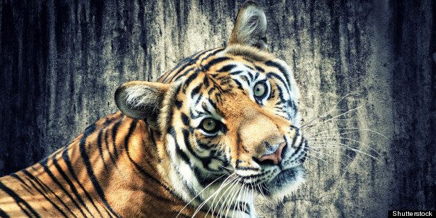 tiger against grunge concrete...