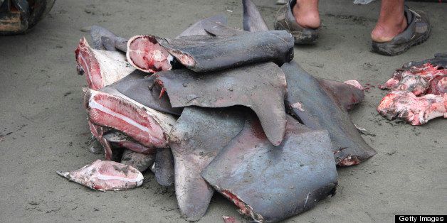 ECUADOR - OCTOBER 18: Shark fins to be sold for the shark fin soup industry. Ecuador. (Photo by Jim Abernethy/National Geographic/Getty Images)