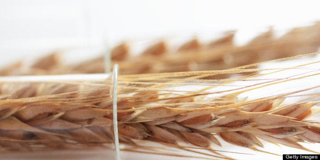 Close up of wheat stalks in test tube