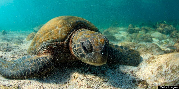 Sea turtle resting in low tide lagoon, Galapagos Islands.