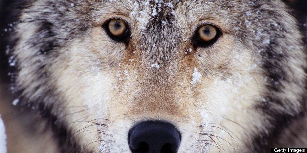 Political Meddling + Endangered Species Act = Trouble | HuffPost Impact
