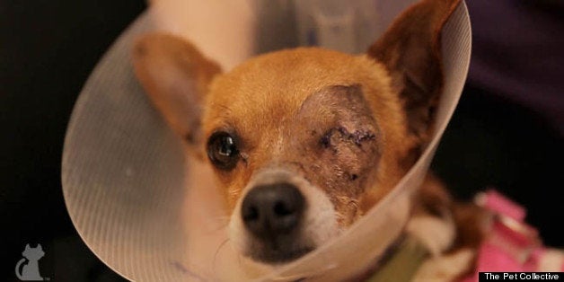 Odin The Dog Abandoned And In Pain Saved By Rescue But Now Needs A Home Huffpost Impact Odin The Dog Abandoned And In Pain Saved By Rescue But Now Needs A Home Huffpost Impact